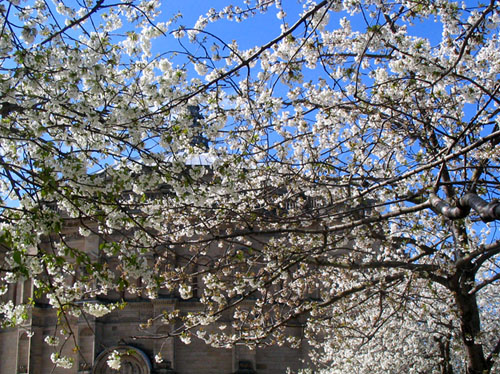 爱丁堡的樱花 Cherry Blossom, Bristol Square, Edinburgh
