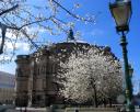 爱丁堡的樱花 Cherry Blossom, Bristol Square, Edinburgh