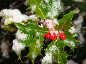 这是圣诞节常用来装饰用的“欧洲冬青”(European Holly)，红果绿叶。