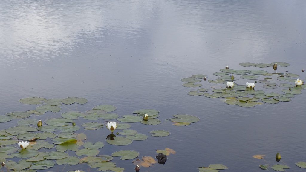南尤伊斯特岛上的水塘里有许多白莲花。
